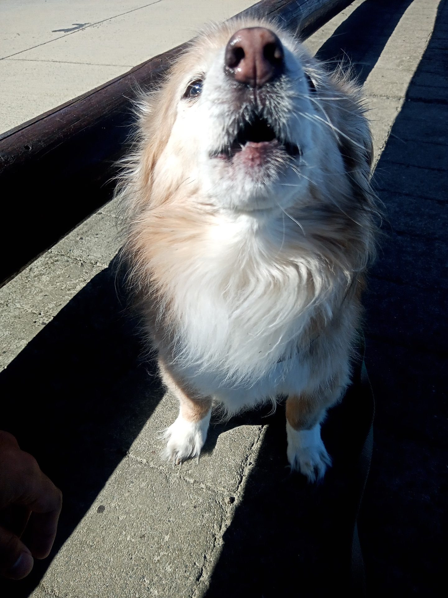 Alegando en el paseo