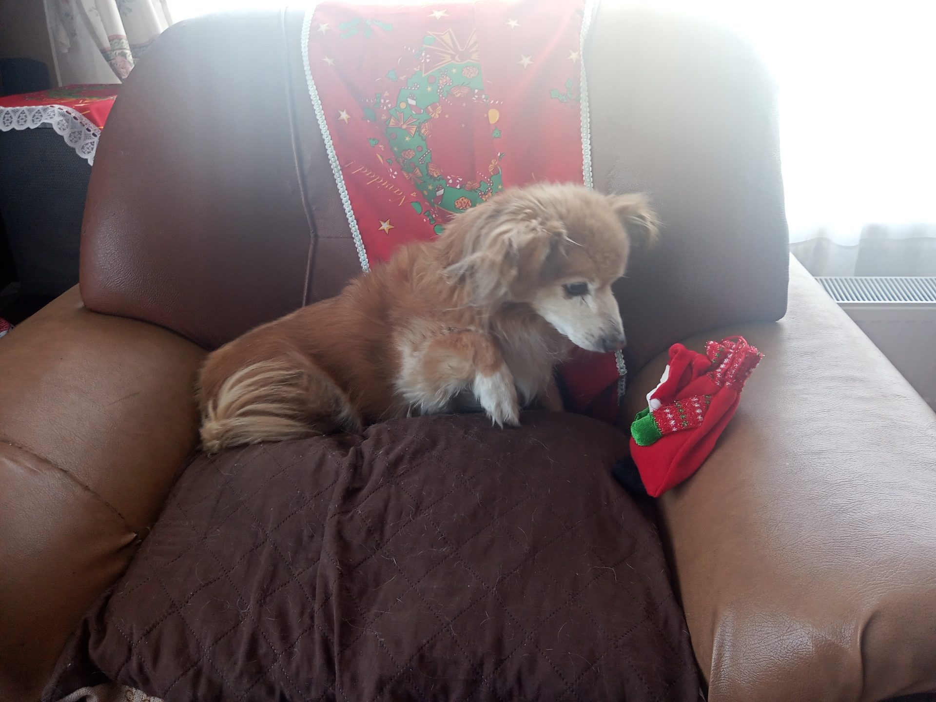 Choco y su bota navideña